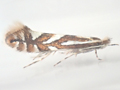 Phyllonorycter schreberella